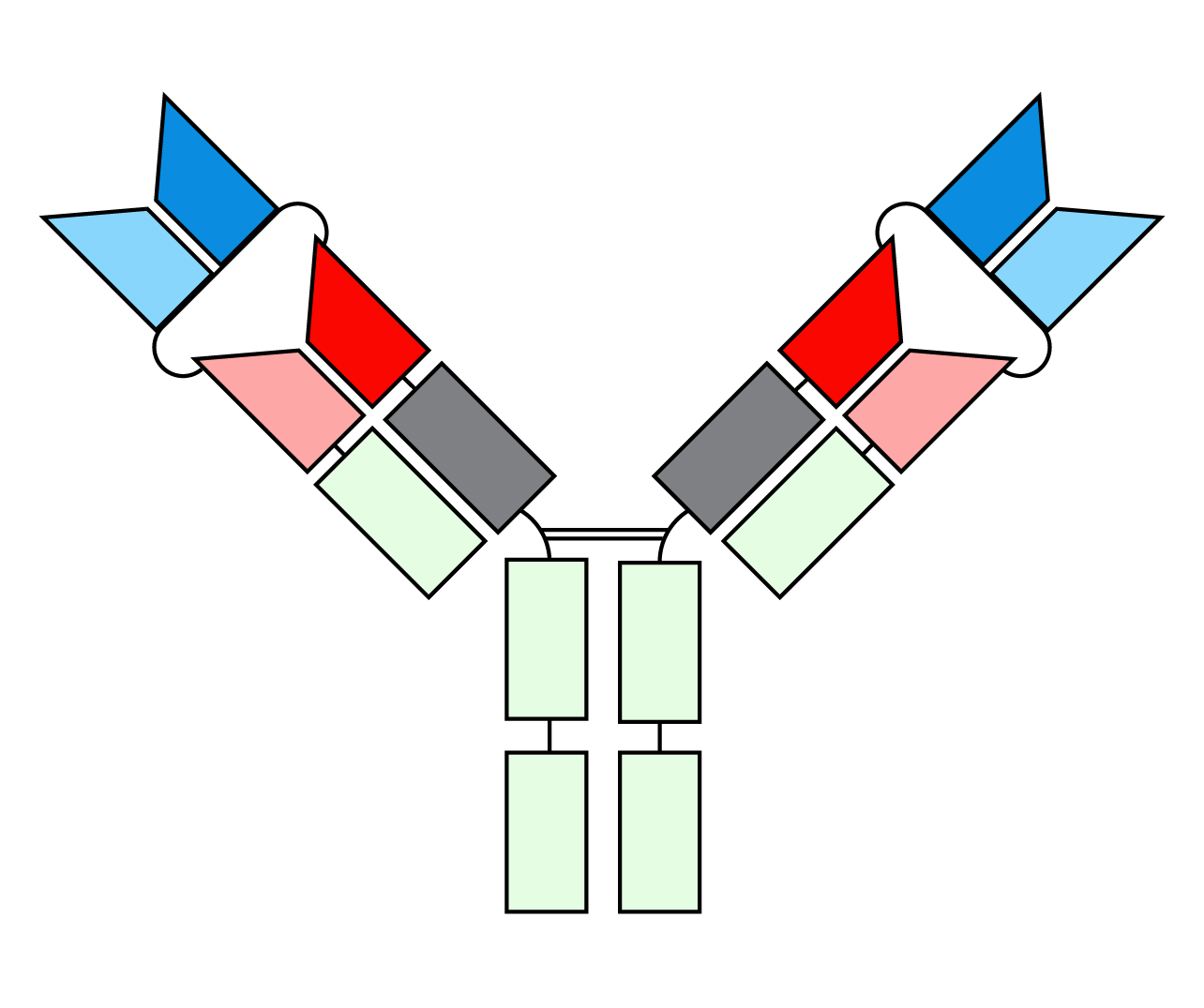 双特异性抗体结构