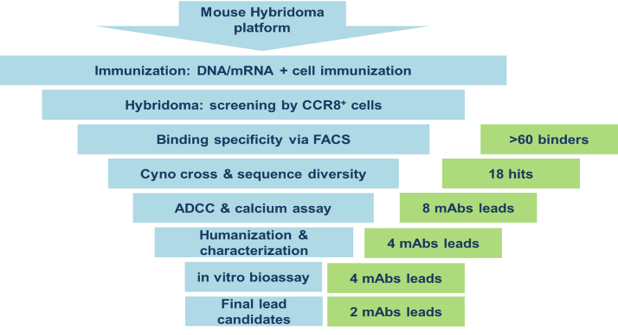 靶向CCR8抗体发现流程图